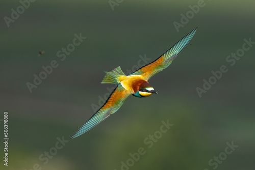 Bee eater in flight merops apiaster