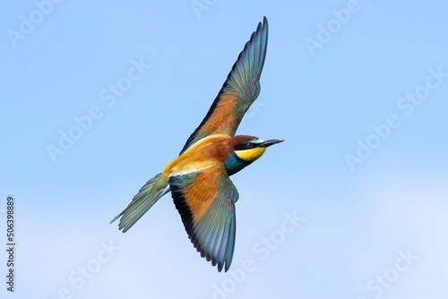 Bird in flight European bee eater flying Merops apiaster wings spread flying against blue sky