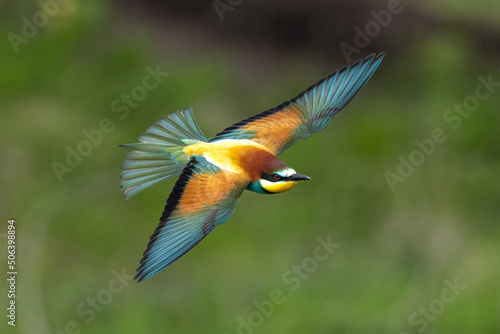 Bird in flight European bee eater flying Merops apiaster