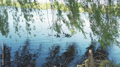 Wild Mallard duck with little ducklings swims in lake. Family of Anas platyrhynchos birds swimming in river
