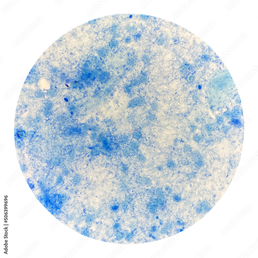 Blue budding yeast cell on white background. Blue budding yeast cell on white background.