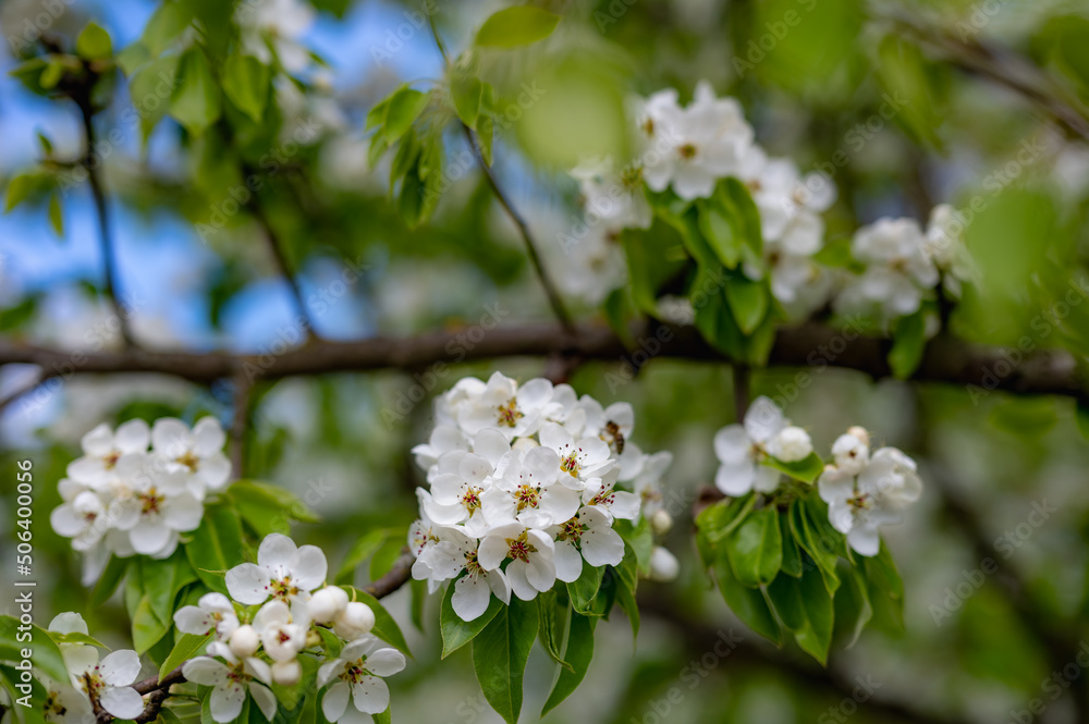 flowering apple tree flowering apple tree