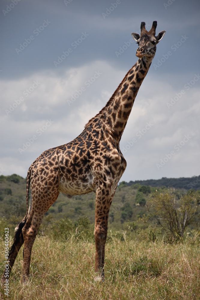 Obraz premium giraffe in the savannah
