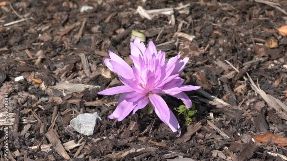 Colchicum autumnale 'Waterlily' an autumn fall flower bulb plant commonly known as Autumn Crocus, stock video footage clip Colchicum autumnale 'Waterlily' an autumn fall flower bulb plant commonly known as Autumn Crocus, stock video footage clip