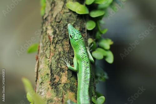 Green tree lizard or emerald green skink is a non-threatened species although it not commonly seen but it is, however, becoming more and more popular in the exotic pet trade