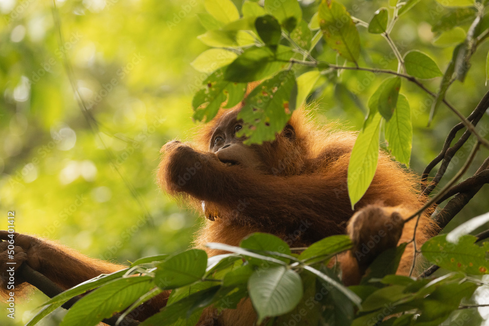 Obraz premium Wild female Sumatran Orangutan, eating leaves, and living in the rainforest of North Sumatra, Indonesia, Southeast Asia