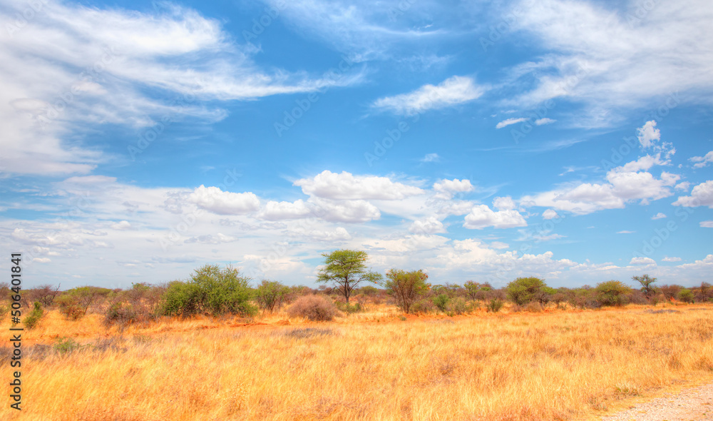 Beautiful Namibian savannah landscape with amazing cloudy sky - Tall yellow wild grass background -Namibia, Africa 