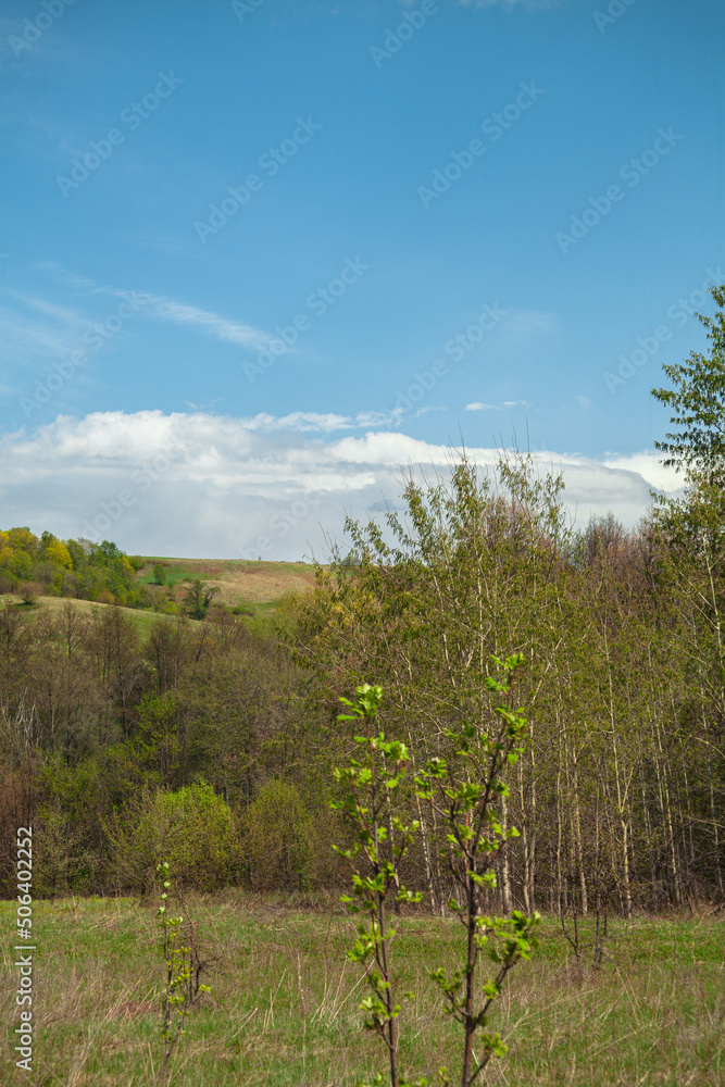 Panorama of the landscape. forest area. forest clearing. Beautiful forest. blue sky with beautiful clouds. with summer flowers. park area.