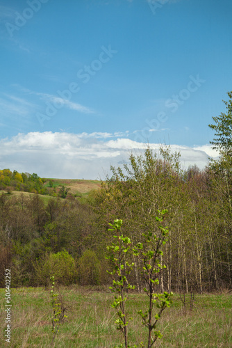 Panorama of the landscape. forest area. forest clearing. Beautiful forest. blue sky with beautiful clouds. with summer flowers. park area.