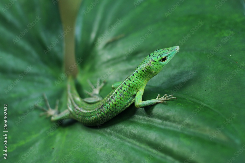 Green tree lizard or emerald green skink is a non-threatened species although it not commonly seen but it is, however, becoming more and more popular in the exotic pet trade
