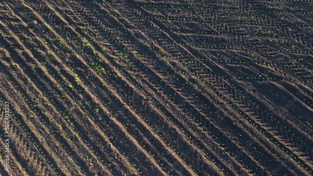 Rows of growing corn sprouts in agricultural farming field. Drone shot of agricultural plants and concept of food industry Rows of growing corn sprouts in agricultural farming field. Drone shot of agricultural plants and concept of food industry