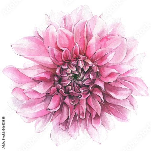 Wallpaper Mural Watercolor hand painted pink dahlia isolated on white background
