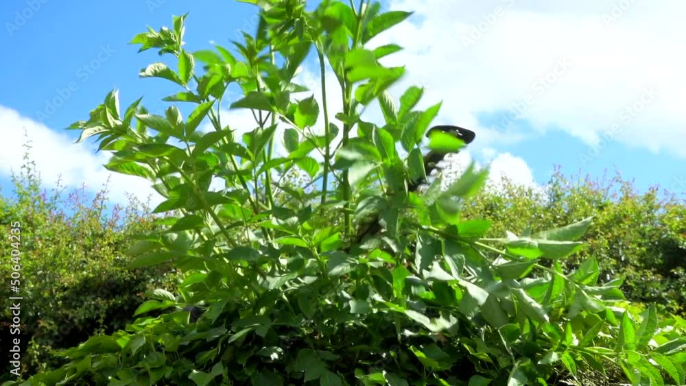 A powered hedge trimmer tool, cutting down overgrown greenery in a garden / yard. A powered hedge trimmer tool, cutting down overgrown greenery in a garden / yard.