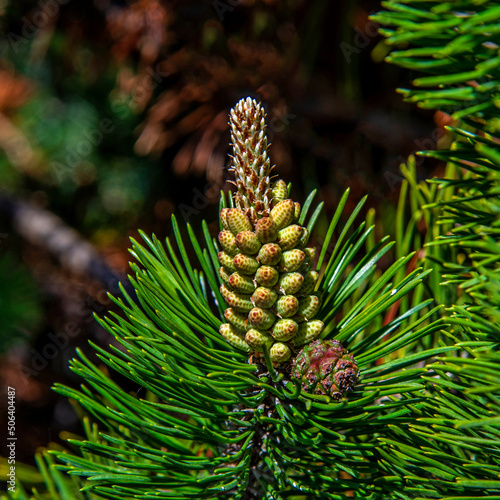 Inflorescences and young shoots of coniferous vegetation  a shrub called dwarf mountain pine in the city of Bia  ystok in Podlasie  Poland  planted as an ornamental shrub.