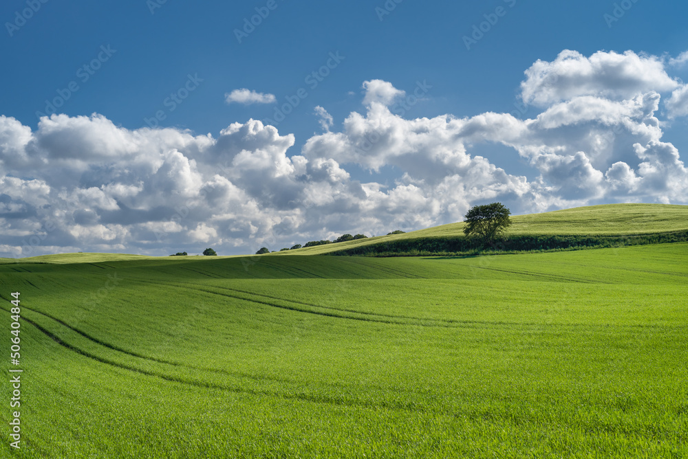 
LANDSCAPE - Sunny weather over a spring field