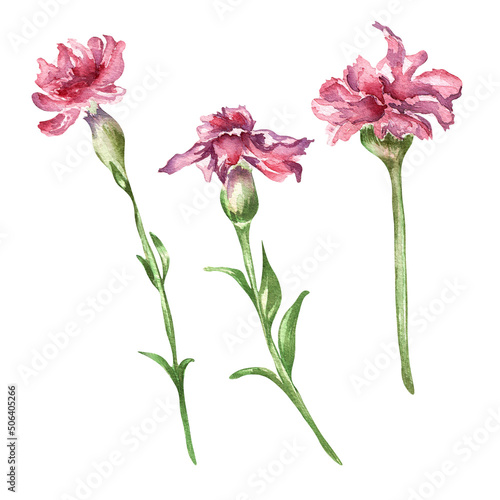 Meadow red flowers  carnation watercolor illustration on white background