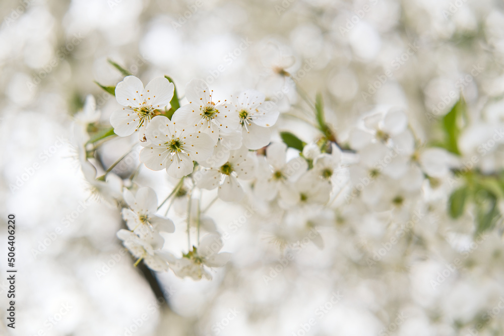 Branch of cherry tree with blooming white flowers close-up. Abstract spring seasonal natural background. Selective focus.