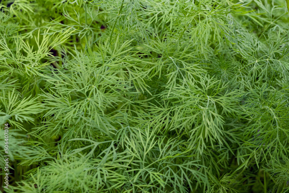 dill leaves close up