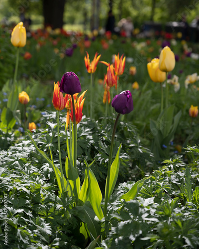 blooming tulips in a flower bed in summer