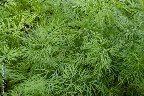 dill leaves close up