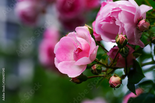 東京赤坂氷川公園の薔薇たち