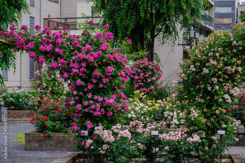 東京赤坂氷川公園の薔薇たち © Tsubasa Mfg