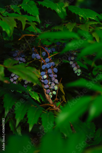 ヒイラギナンテンの紫の実