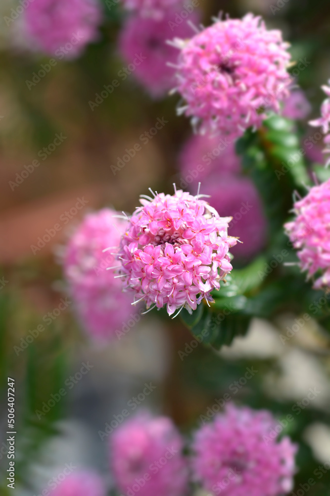 Rosy rice flower Rosy rice flower