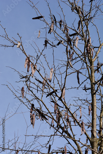 Thornless Honey locust