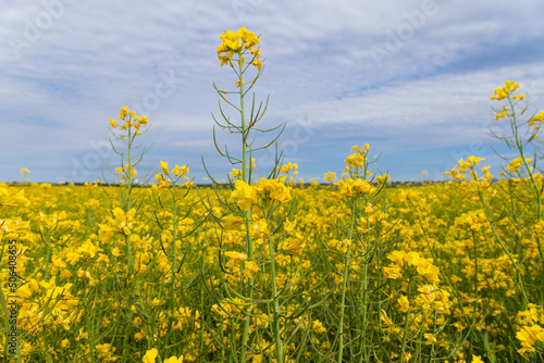 Blooming canola field. Rape on the field in summer. Bright Yellow rapeseed oil. Flowering rapeseed. with blue sky and clouds