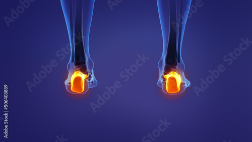 Anatomy of the human calcaneus	 photo