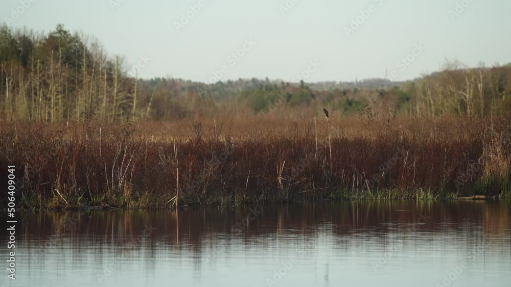 Rare endangered bird spieces red winged blackbird flying from reed over water 4k 60p Rare endangered bird spieces red winged blackbird flying from reed over water 4k 60p