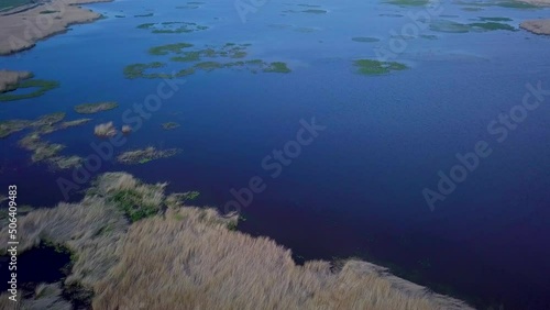 Aerial birdseye view of the lake overgrown with brown reeds and blue water, lake Liepaja, Latvia, sunny day, calm weather, wide angle drone shot moving forward photo