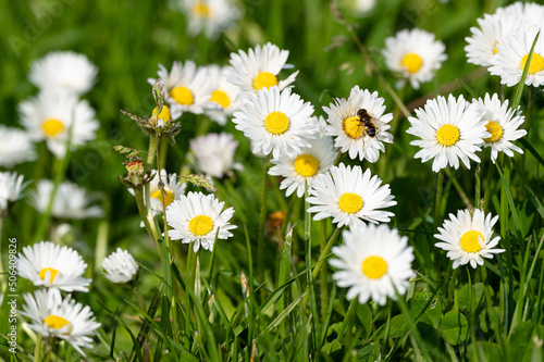 Bellis perennis - Common Daisy - Pâquerette vivace photo