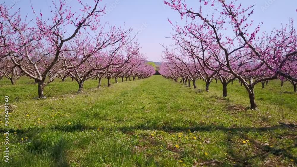 Aerial view of a peach Orchard in full bloom on the countryside of France - rising, drone shot Aerial view of a peach Orchard in full bloom on the countryside of France - rising, drone shot