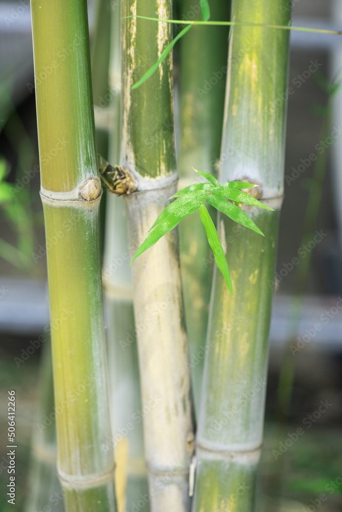 Fototapeta premium Bamboo trees on nature background.