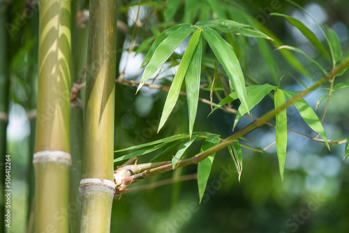 Fototapeta Naklejka Na Ścianę i Meble -  Bamboo trees on nature background.