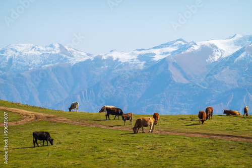 Cows grazing against mountain ridge