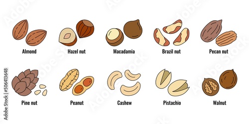 Nuts icon set. Vector linear flat color icons of nuts isolated on white background. 
Almond, cashew,hazelnut,macadamia,peanut, pistachio, walnut, brazil nut, pine nut, pecan nut collection.