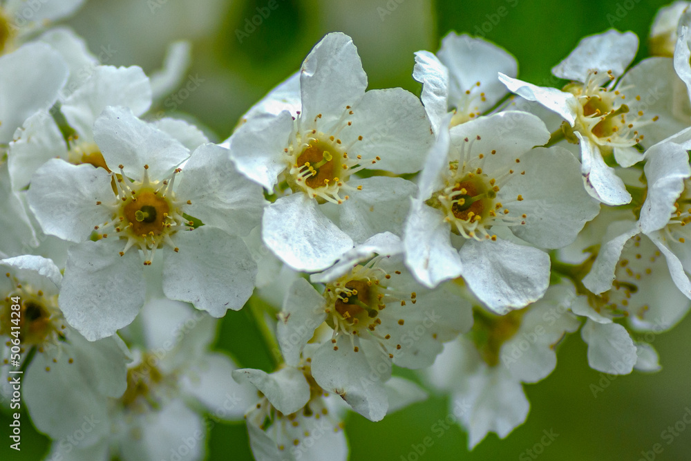 Blooming apple twig on a spring day close-up Blooming apple twig on a spring day close-up