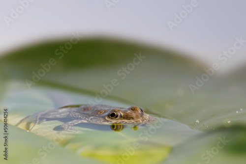 A baby brown grass frog rests in a little puddle on a lily pad, Rana temporaria
