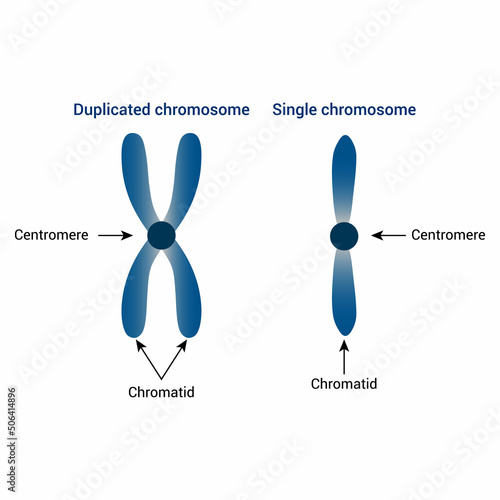 single and duplicated chromosome in biology photo
