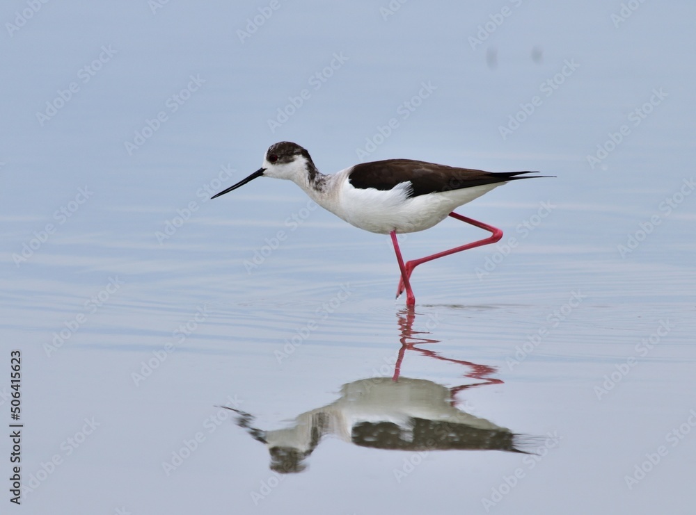 Obraz premium Stelzenläufer (Himantopus himantopus) am Zicksee