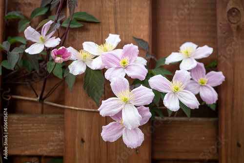 White flowers on a wooden fence close-up.