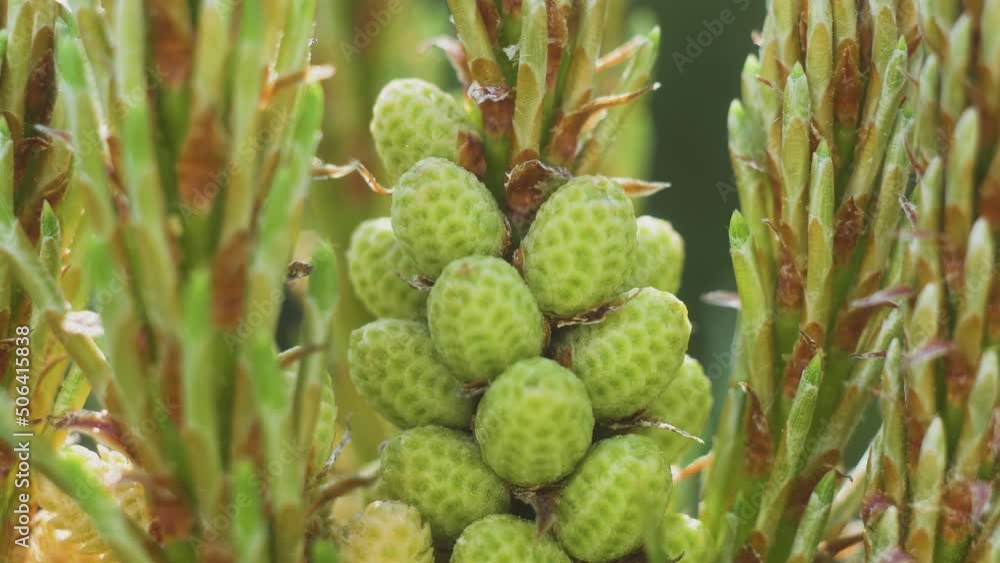 Macro green embryos of pine cones with needles on tree at spring. Increased consideration of wildlife and plants Macro green embryos of pine cones with needles on tree at spring. Increased consideration of wildlife and plants