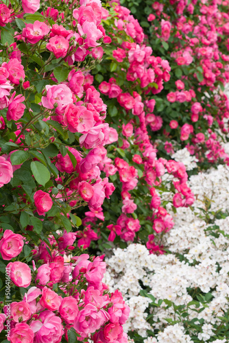 濃いピンクの薔薇アンジェラ（Angela）と白い薔薇ニューサ（Neusa）