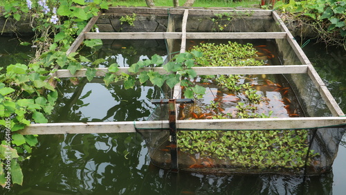 Photography fish in the aquaponic pool