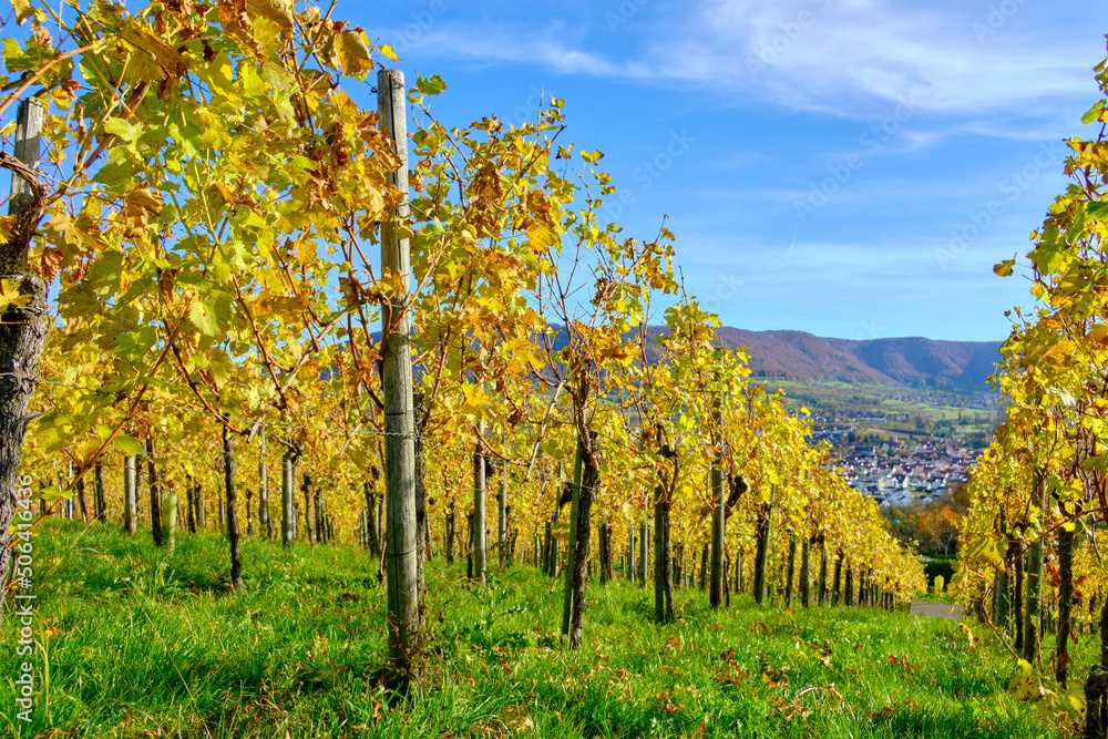 Naklejka premium Weinberg im Herbst