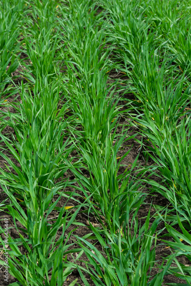 Young wheat seedlings growing in a soil. Agriculture and agronomy theme. Organic food produce on field. Natural background Young wheat seedlings growing in a soil. Agriculture and agronomy theme. Organic food produce on field. Natural background