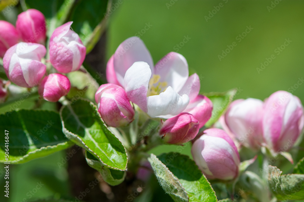 Obraz premium Apfelbaum | Blüten